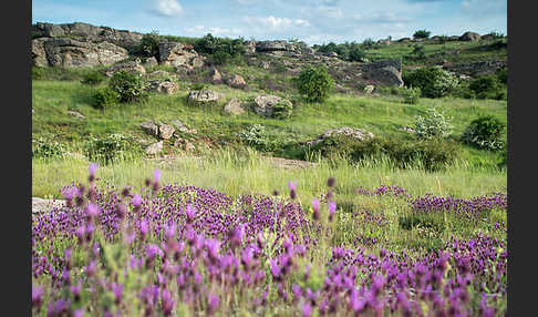 Schopf-Lavendel (Lavandula stoechas)