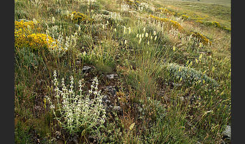 Behaartes Gliedkraut (Sideritis hirsuta)