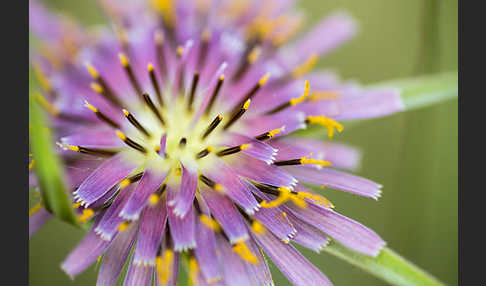 Safranblättriger Bocksbart (Tragopogon crocifolius)