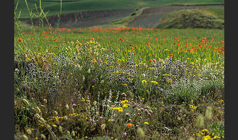 Spanien (Spain)