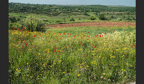 Spanien (Spain)