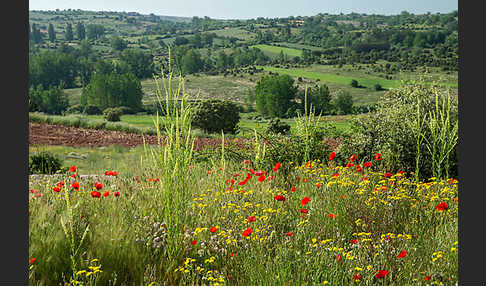 Spanien (Spain)