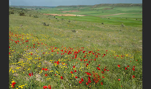 Spanien (Spain)