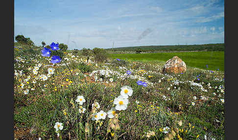 Apenninen-Sonnenröschen (Helianthemum apenninum)