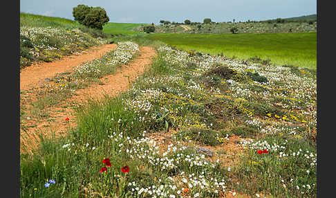 Spanien (Spain)