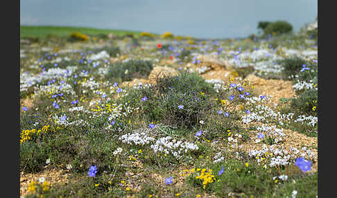 Spanien (Spain)