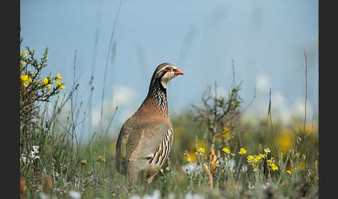 Rothuhn (Alectoris rufa)