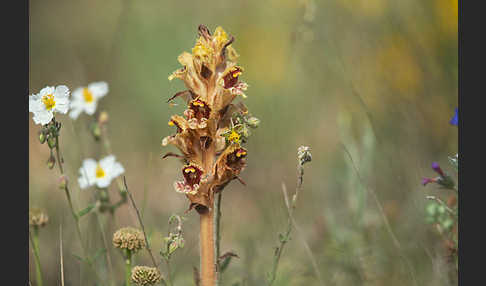 Blutrote Sommerwurz (Orobanche gracilis)