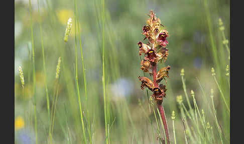 Blutrote Sommerwurz (Orobanche gracilis)