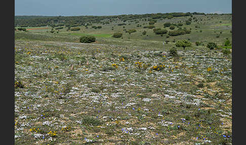 Spanien (Spain)