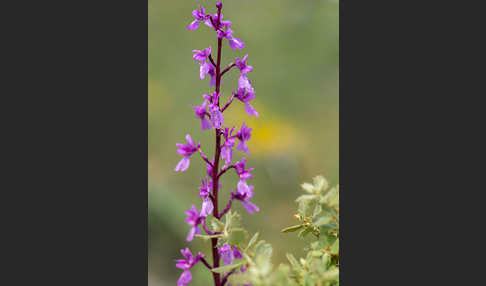 Spanisches Knabenkraut (Orchis mascula subsp. laxifloraeformis)