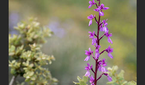 Spanisches Knabenkraut (Orchis mascula subsp. laxifloraeformis)