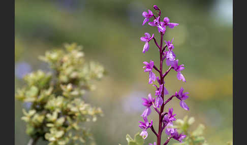 Spanisches Knabenkraut (Orchis mascula subsp. laxifloraeformis)