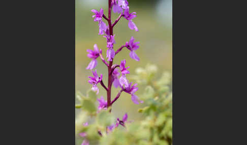 Spanisches Knabenkraut (Orchis mascula subsp. laxifloraeformis)