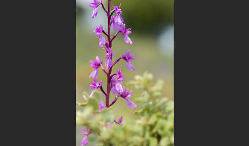 Spanisches Knabenkraut (Orchis mascula subsp. laxifloraeformis)