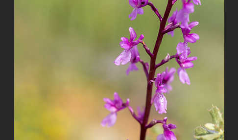 Spanisches Knabenkraut (Orchis mascula subsp. laxifloraeformis)