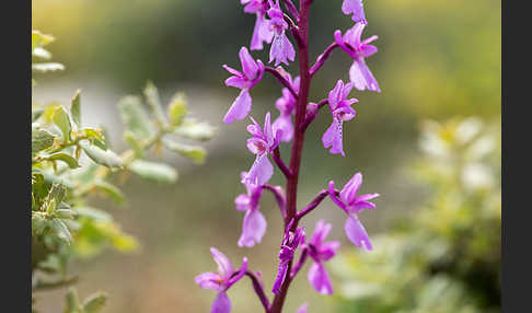 Spanisches Knabenkraut (Orchis mascula subsp. laxifloraeformis)