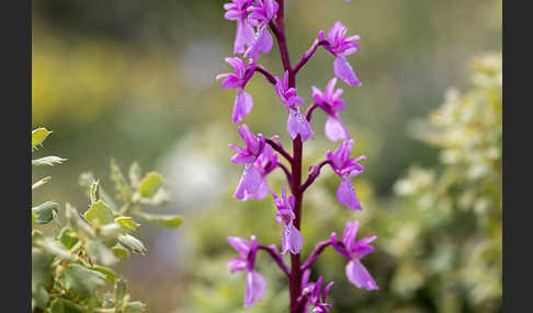 Spanisches Knabenkraut (Orchis mascula subsp. laxifloraeformis)