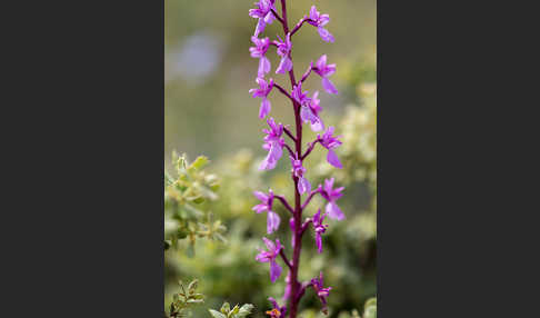 Spanisches Knabenkraut (Orchis mascula subsp. laxifloraeformis)