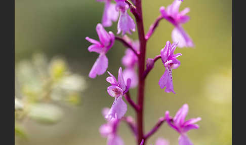 Spanisches Knabenkraut (Orchis mascula subsp. laxifloraeformis)