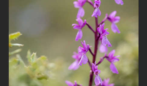 Spanisches Knabenkraut (Orchis mascula subsp. laxifloraeformis)