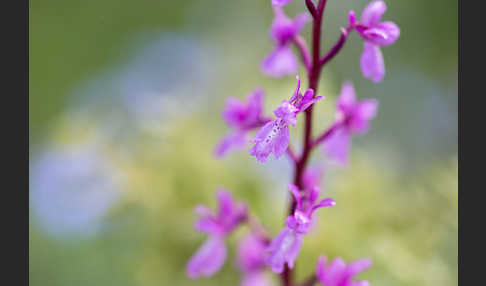 Spanisches Knabenkraut (Orchis mascula subsp. laxifloraeformis)