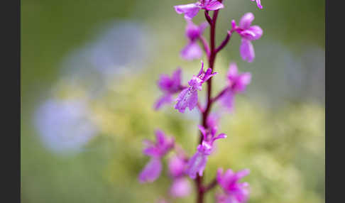 Spanisches Knabenkraut (Orchis mascula subsp. laxifloraeformis)