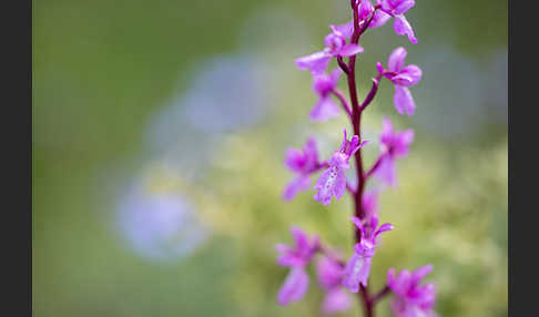 Spanisches Knabenkraut (Orchis mascula subsp. laxifloraeformis)