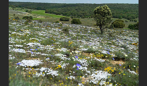 Spanien (Spain)