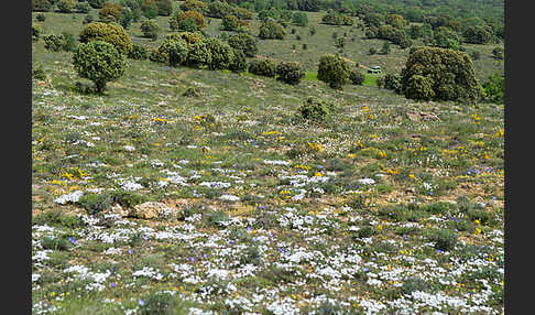 Spanien (Spain)