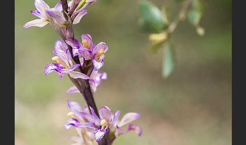 Violetter Dingel (Limodorum abortivum)
