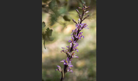 Violetter Dingel (Limodorum abortivum)