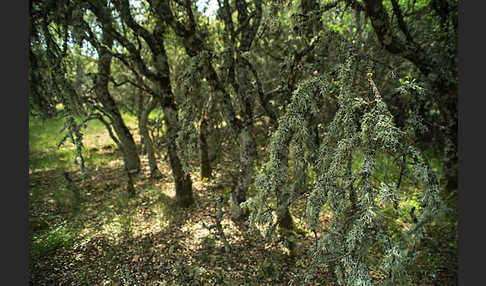 Steineiche (Quercus ilex)