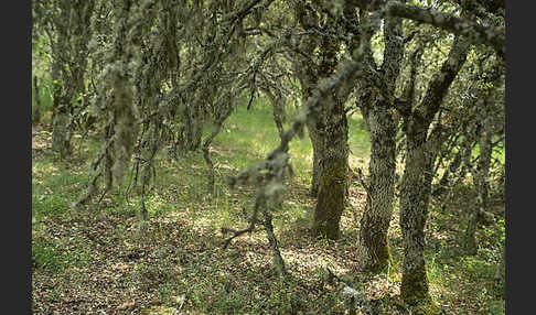 Steineiche (Quercus ilex)