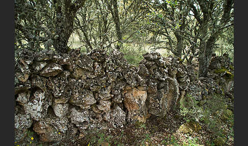 Steineiche (Quercus ilex)