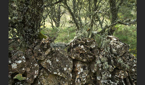 Steineiche (Quercus ilex)