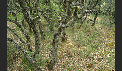 Steineiche (Quercus ilex)