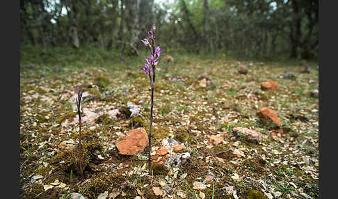 Violetter Dingel (Limodorum abortivum)