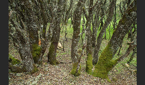 Steineiche (Quercus ilex)