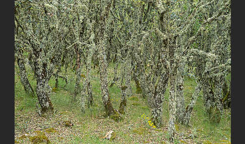 Steineiche (Quercus ilex)