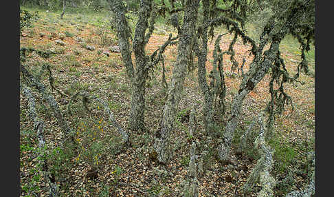 Steineiche (Quercus ilex)