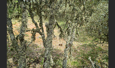 Steineiche (Quercus ilex)