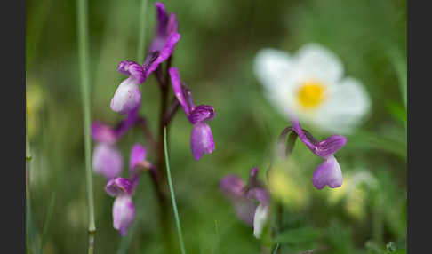 Dreiknollen-Knabenkraut (Orchis champagneuxii)