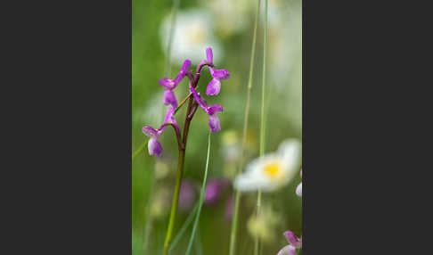 Dreiknollen-Knabenkraut (Orchis champagneuxii)