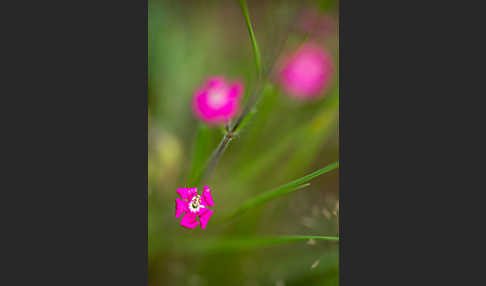 Leimkraut (Silene secundiflora)