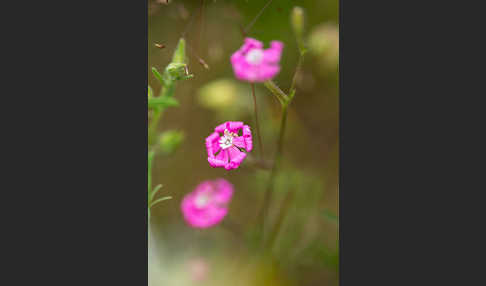 Leimkraut (Silene secundiflora)