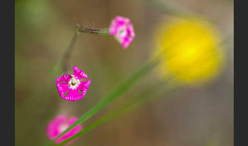 Leimkraut (Silene secundiflora)