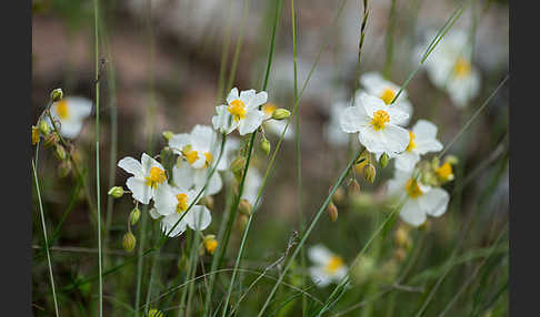 Apenninen-Sonnenröschen (Helianthemum apenninum)