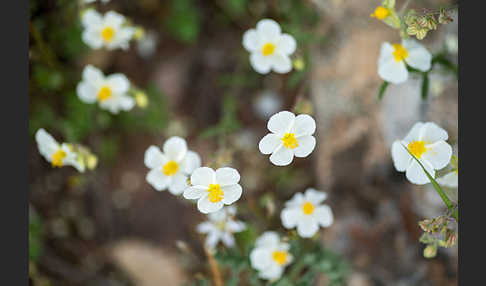 Apenninen-Sonnenröschen (Helianthemum apenninum)