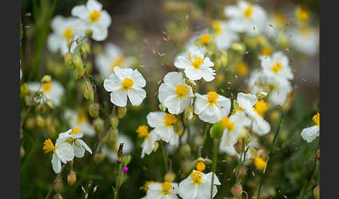 Apenninen-Sonnenröschen (Helianthemum apenninum)